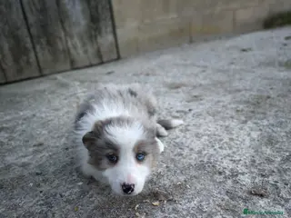 Border Collie perros Cachorros border collie varios colores! - Anuncio 24
