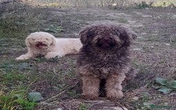 Perro de Agua Español perros en venta: Perro de agua  - Imagen 11