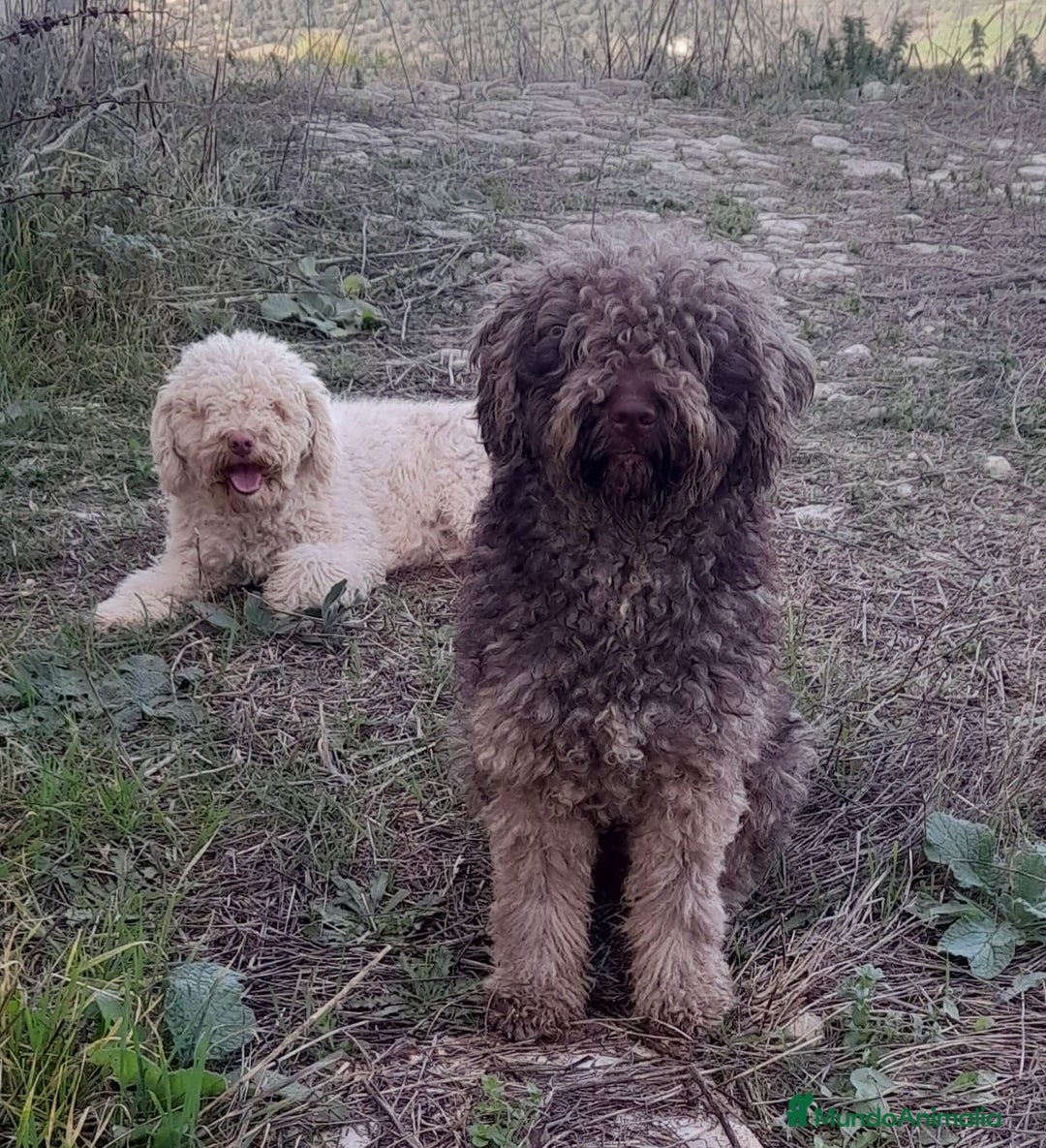 Perro de Agua Español perros en venta: Perro de agua  - Imagen 11