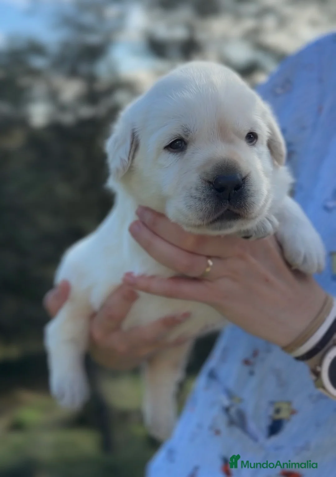 Labrador Retriever perros en venta: Labrador amarillo  - Anuncio 2