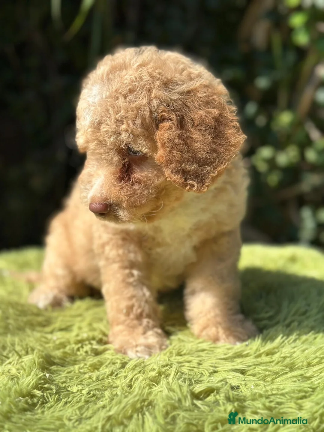 Perro de Agua Español perros en venta: Perro de agua español - Anuncio 9