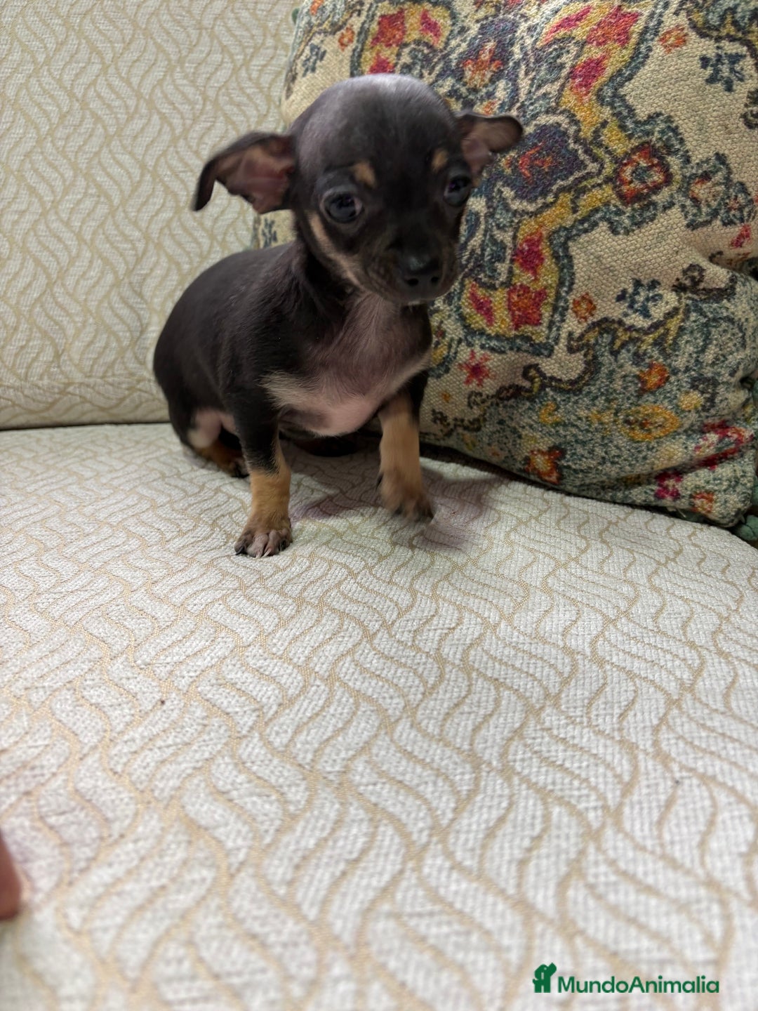 Chihuahua perros en venta: Chihuahua Toy hembra negro - Anuncio 4