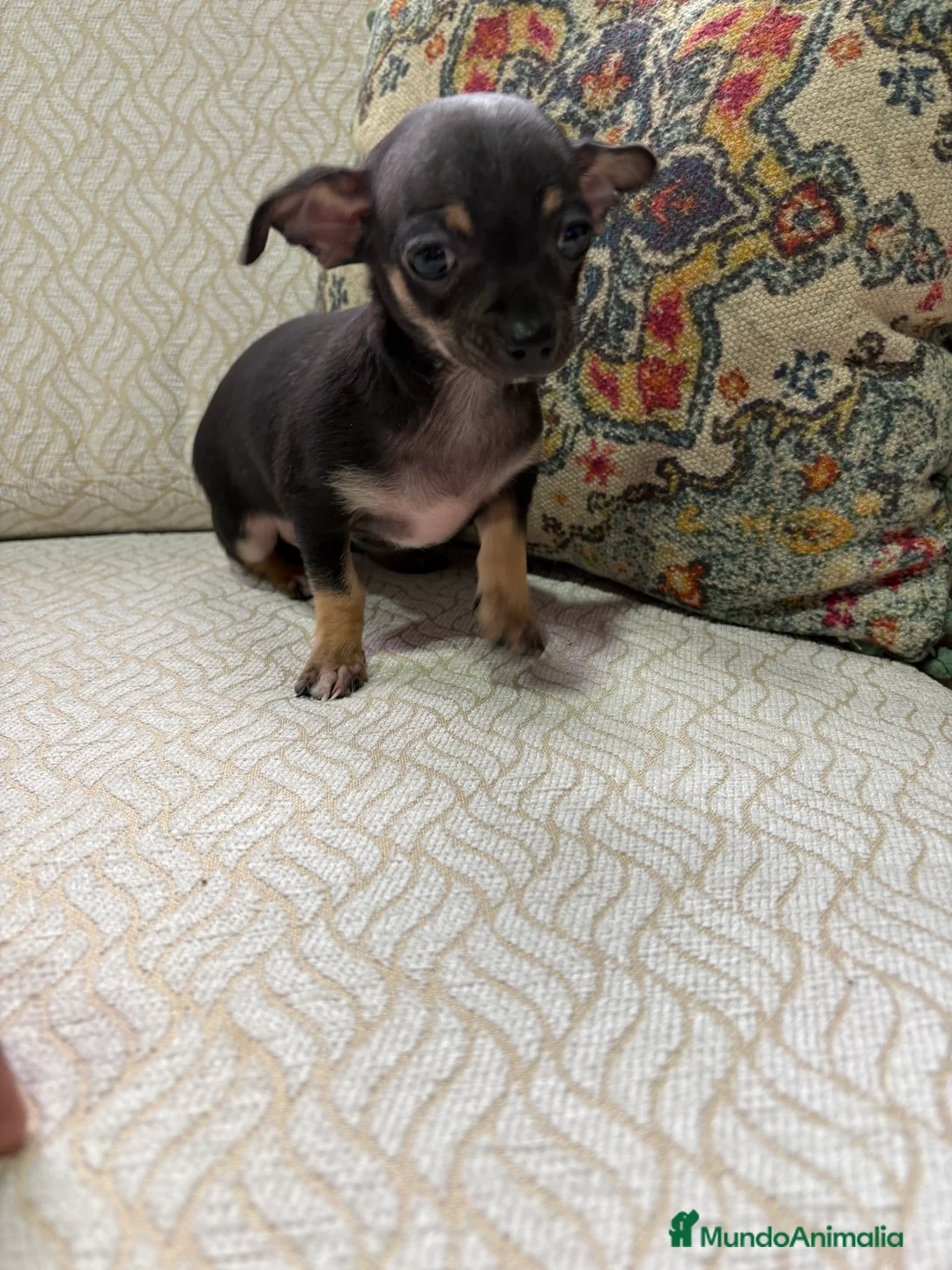 Chihuahua perros en venta: Chihuahua Toy hembra negro - Anuncio 4