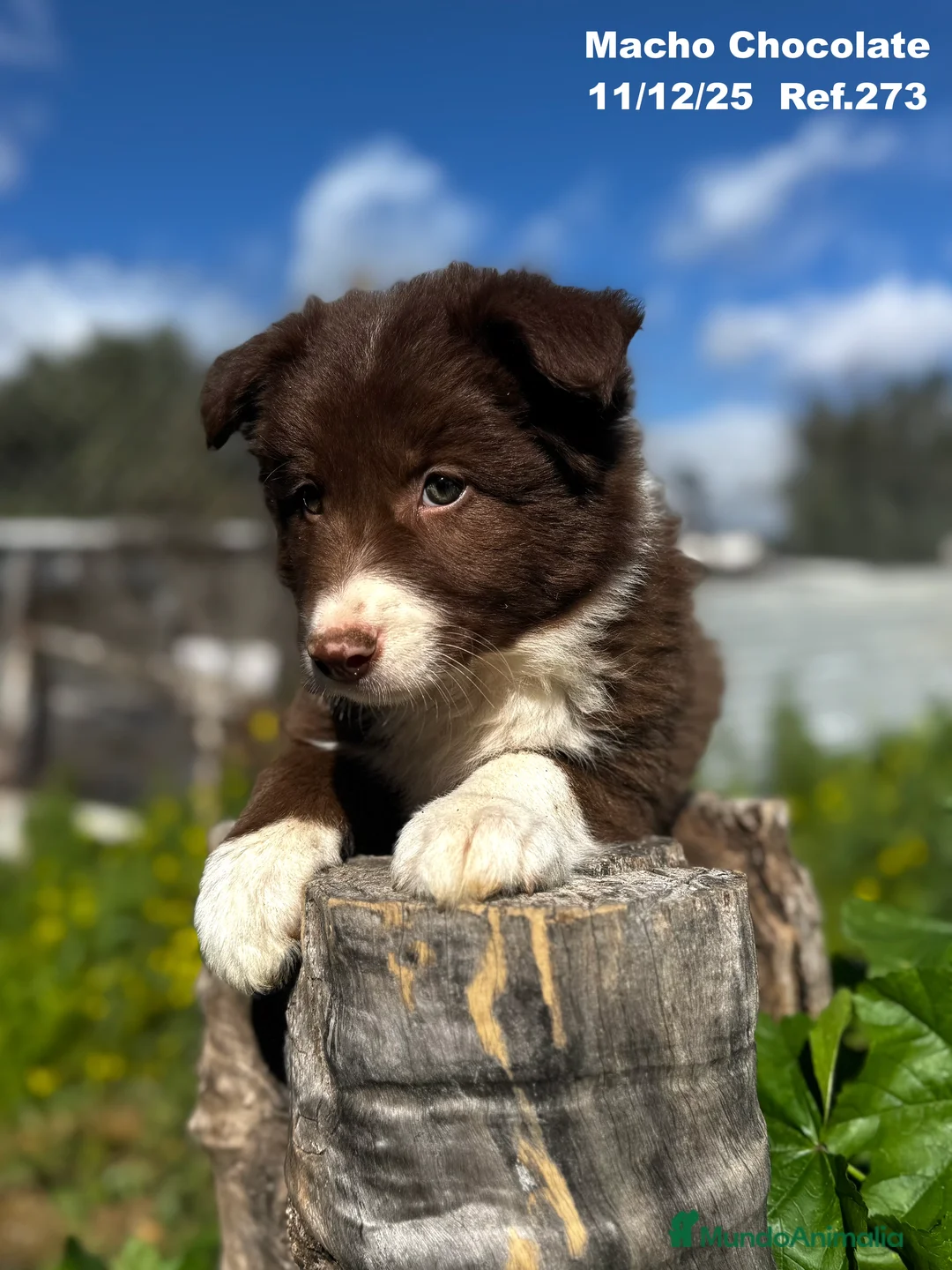 Border Collie perros en venta: BORDER COLLIE - Anuncio 29