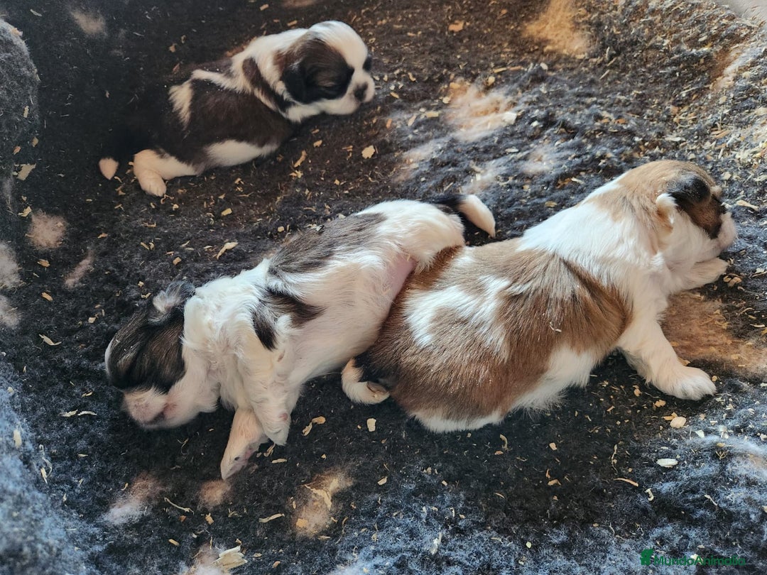 Shih Tzu perros en venta: Shih Tzu tricolor  - Imagen 5
