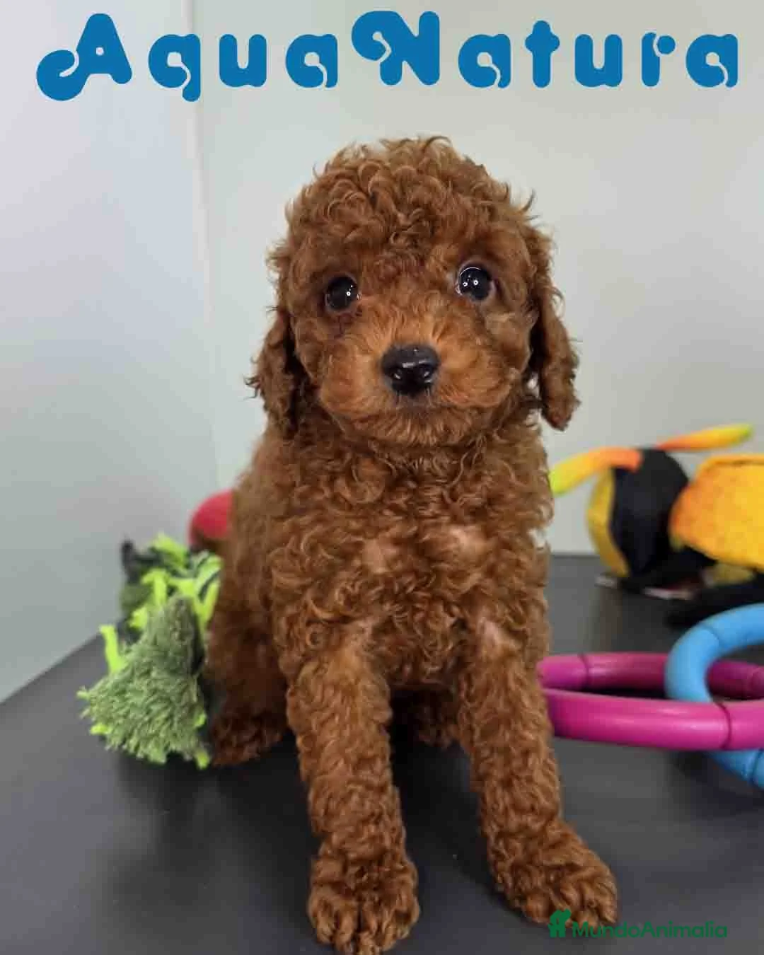 Caniche Toy perros en venta: Caniche Macho 1915 AQUANATURA - Anuncio 2