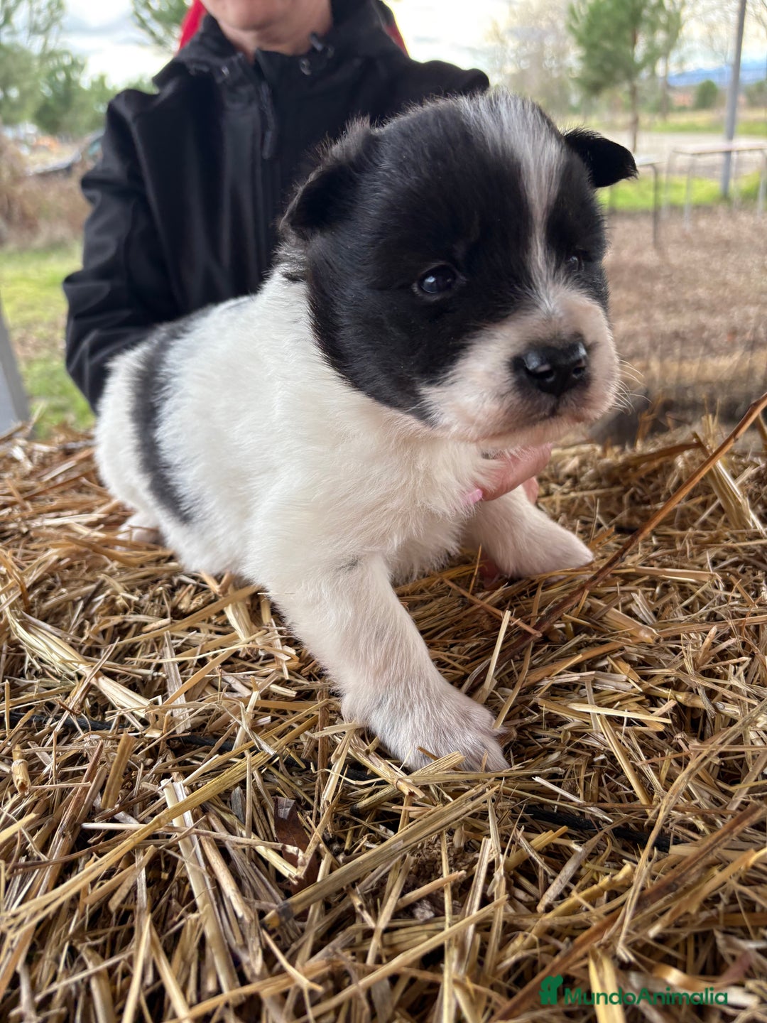 Border Collie perros en venta: Border collie macho  - Anuncio 7