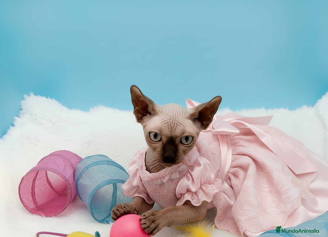 Sphynx gatos en venta: Gatitos Egipcios  - Anuncio 3