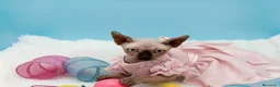 Sphynx gatos en venta: Gatitos Egipcios  - Anuncio 3