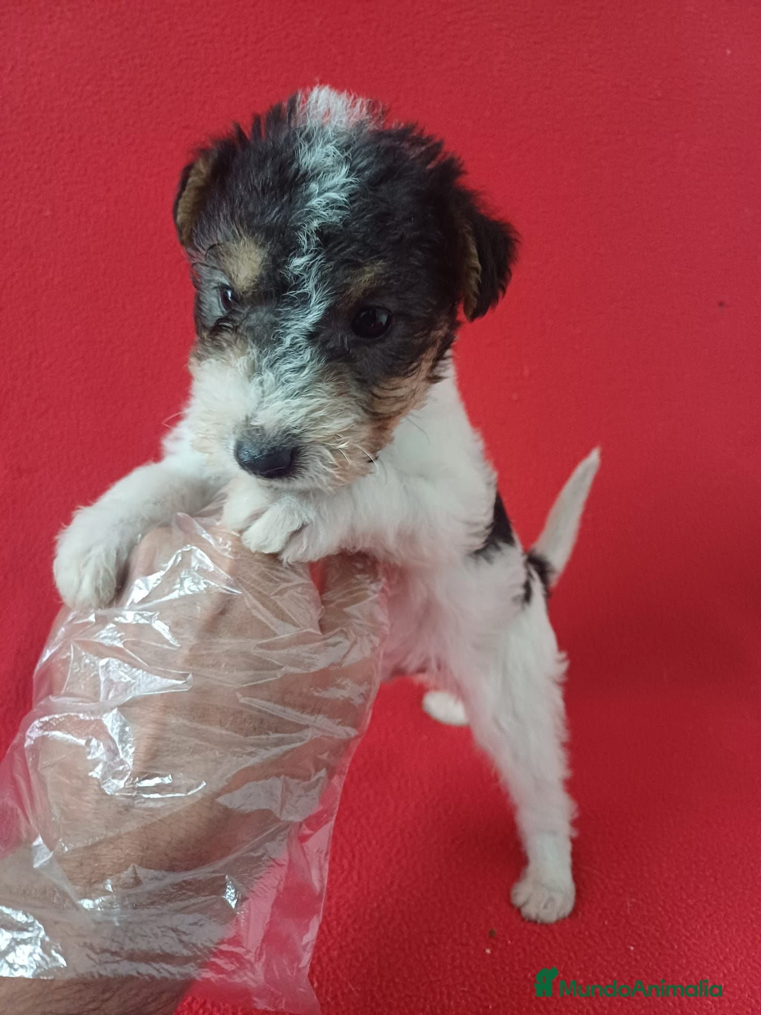 Fox Terrier de Pelo Duro perros Foxterrier Pelo Duro  - Anuncio 1