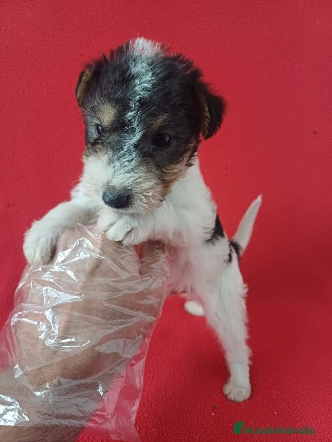 Fox Terrier de Pelo Duro perros en venta: Foxterrier Pelo Duro  - Anuncio 1