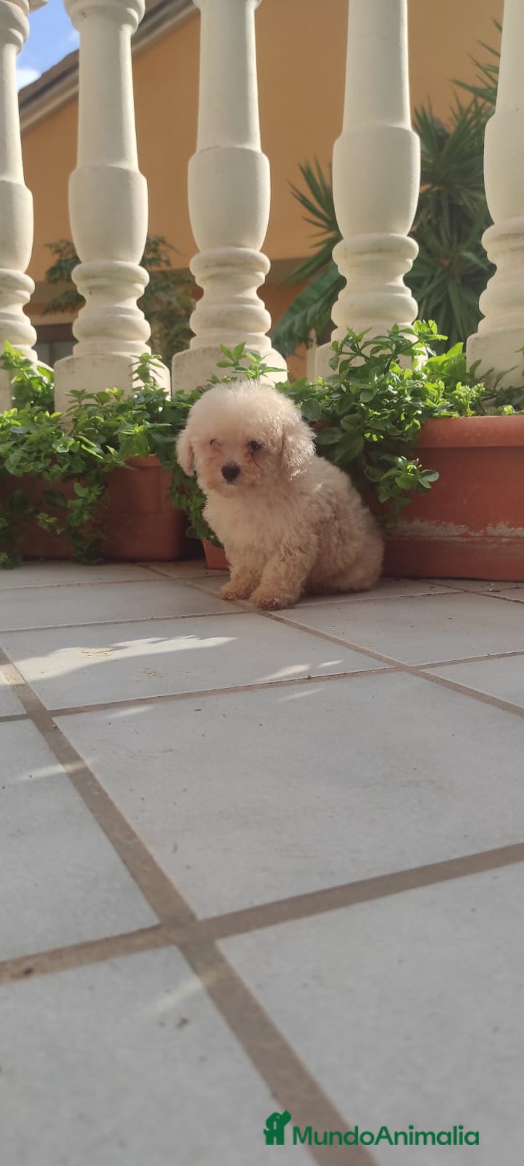 Caniche Toy perros en venta: CANICHE HEMBRA TOY EXCLUSIVA  - Anuncio 4