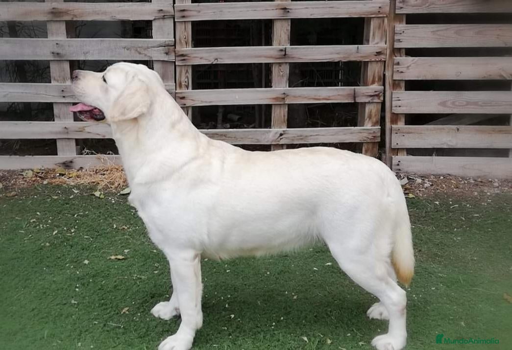 Labrador Retriever perros Labrador Retriever  - Anuncio 2