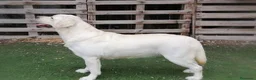 Labrador Retriever perros en venta: Labrador Retriever  - Anuncio 1