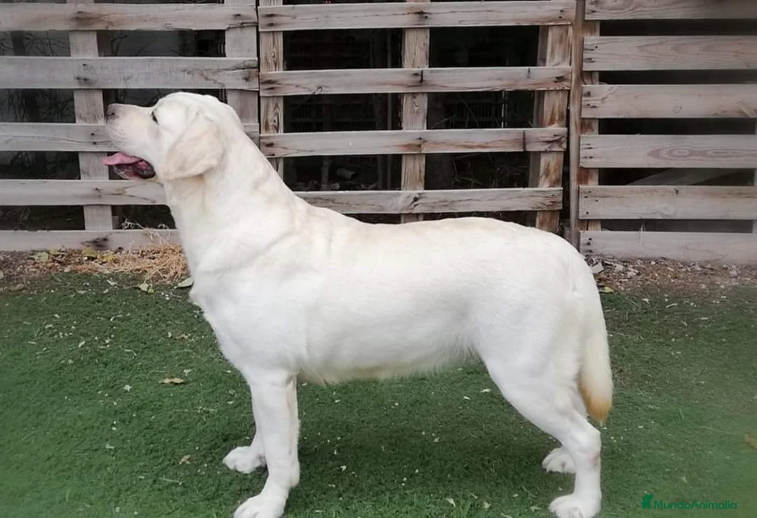 Labrador Retriever perros en venta: Labrador Retriever  - Anuncio 1