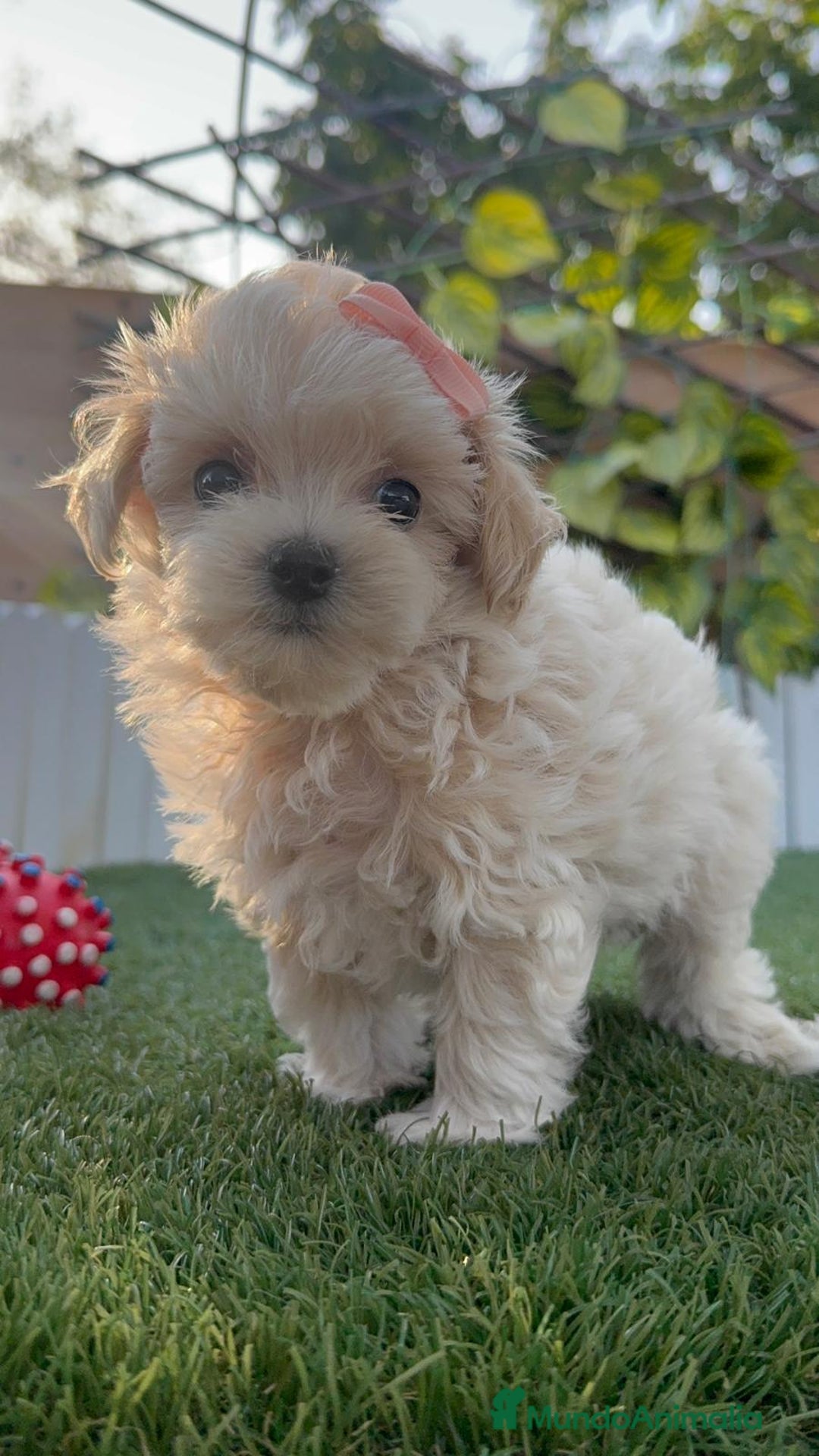 Maltipoo perros en venta: MALTIPOO MACHO - Imagen 6