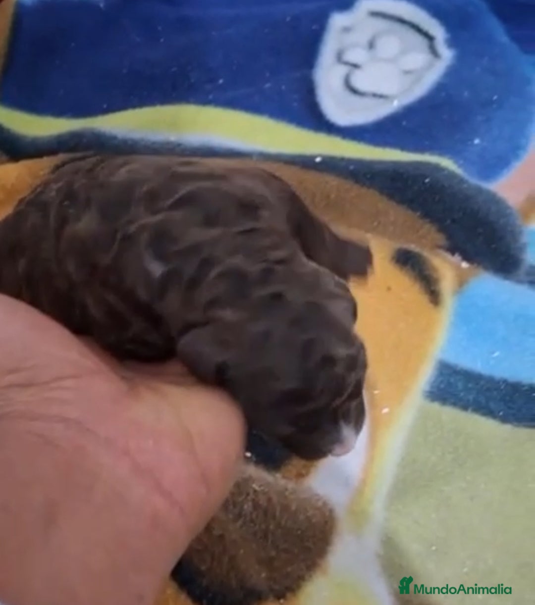 Perro de Agua Español perros en venta: PERRO DE AGUA ESPAÑOL - Anuncio 3