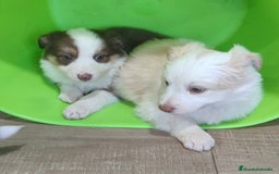 Border Collie perros en venta: Border collie - Anuncio 4
