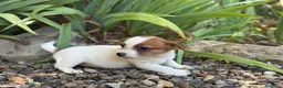 Jack Russell Terrier perros en venta: Jack russell brush - Anuncio 6