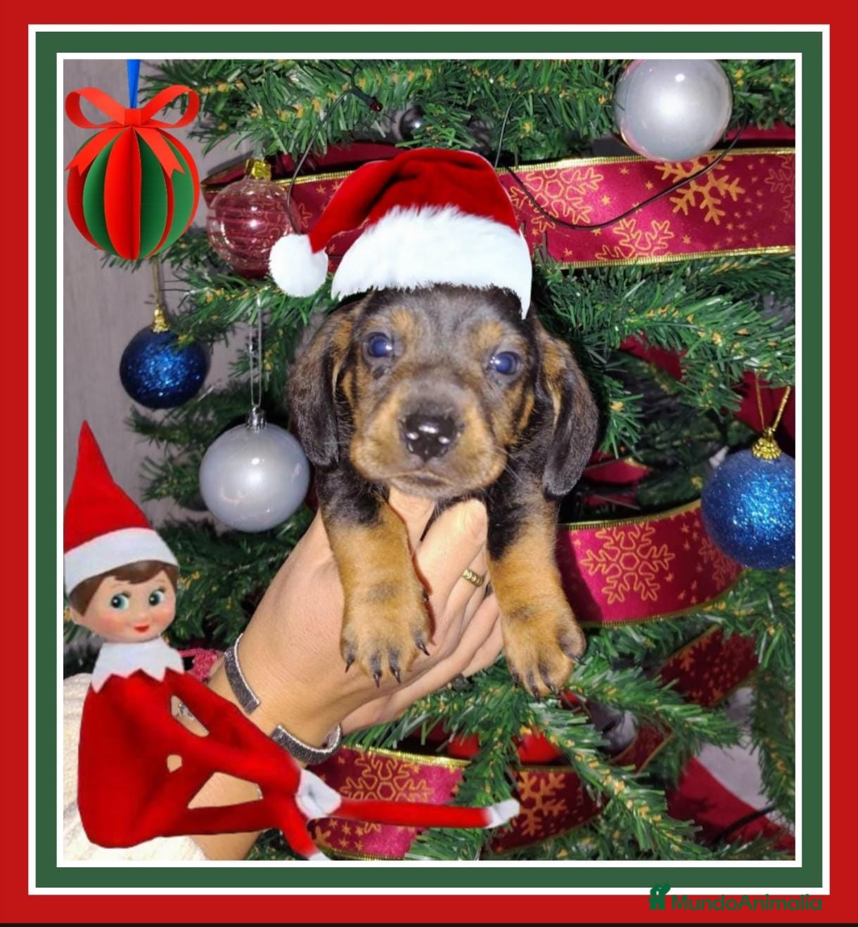 Teckel perros Teckel  - Anuncio 6