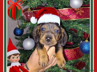 Teckel perros Teckel - Anuncio 6