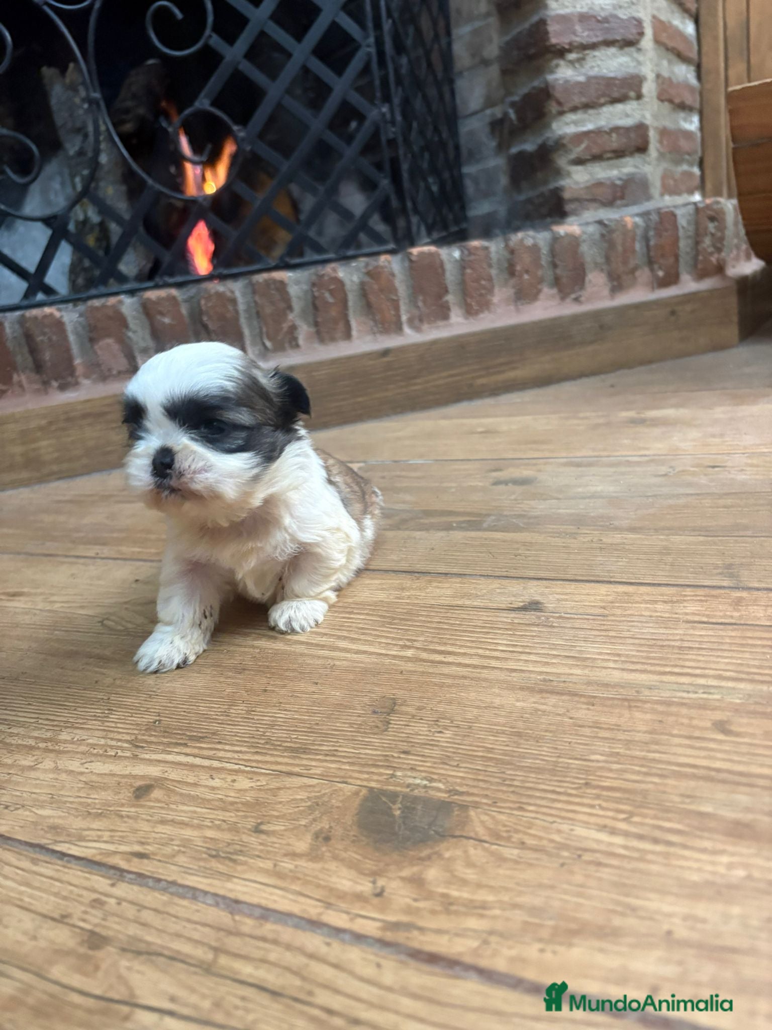 Shih Tzu perros en venta: Shih tzu - Anuncio 5