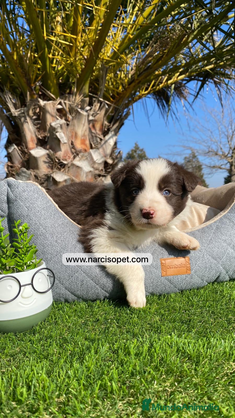 Border Collie perros BORDER COLLIE CHOCOLATE MACHO - Anuncio 20