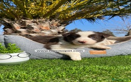 Border Collie perros en venta: BORDER COLLIE CHOCOLATE MACHO - Imagen 1