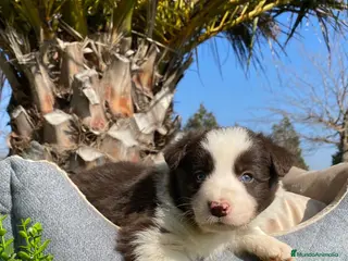 Border Collie perros BORDER COLLIE CHOCOLATE MACHO - Anuncio 20