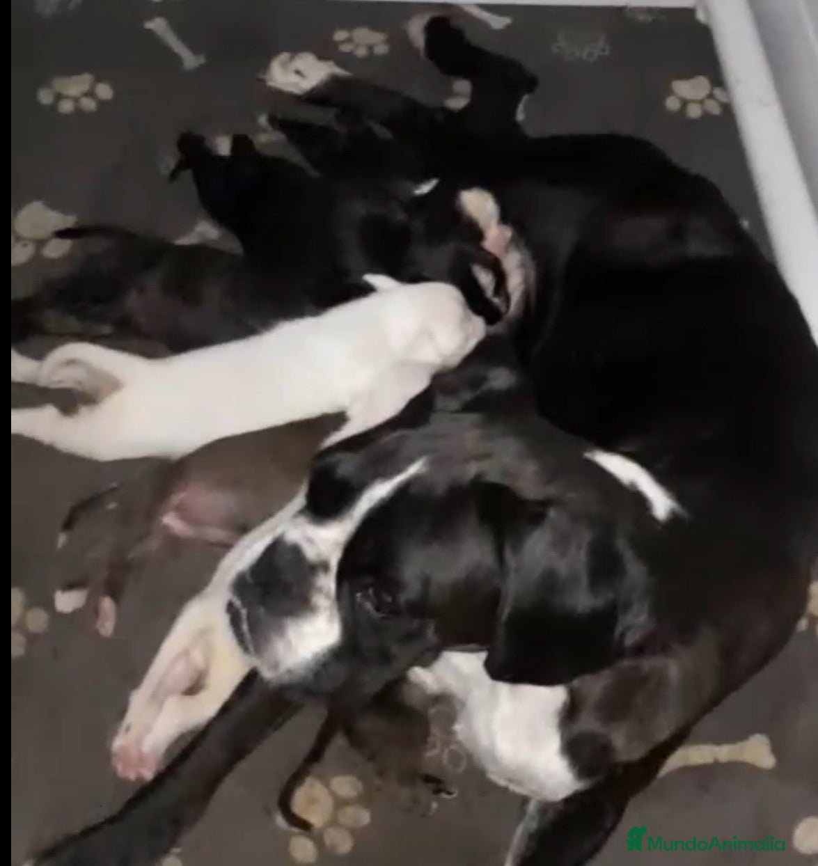 Boxer perros Cachorros BOXER - Anuncio 1
