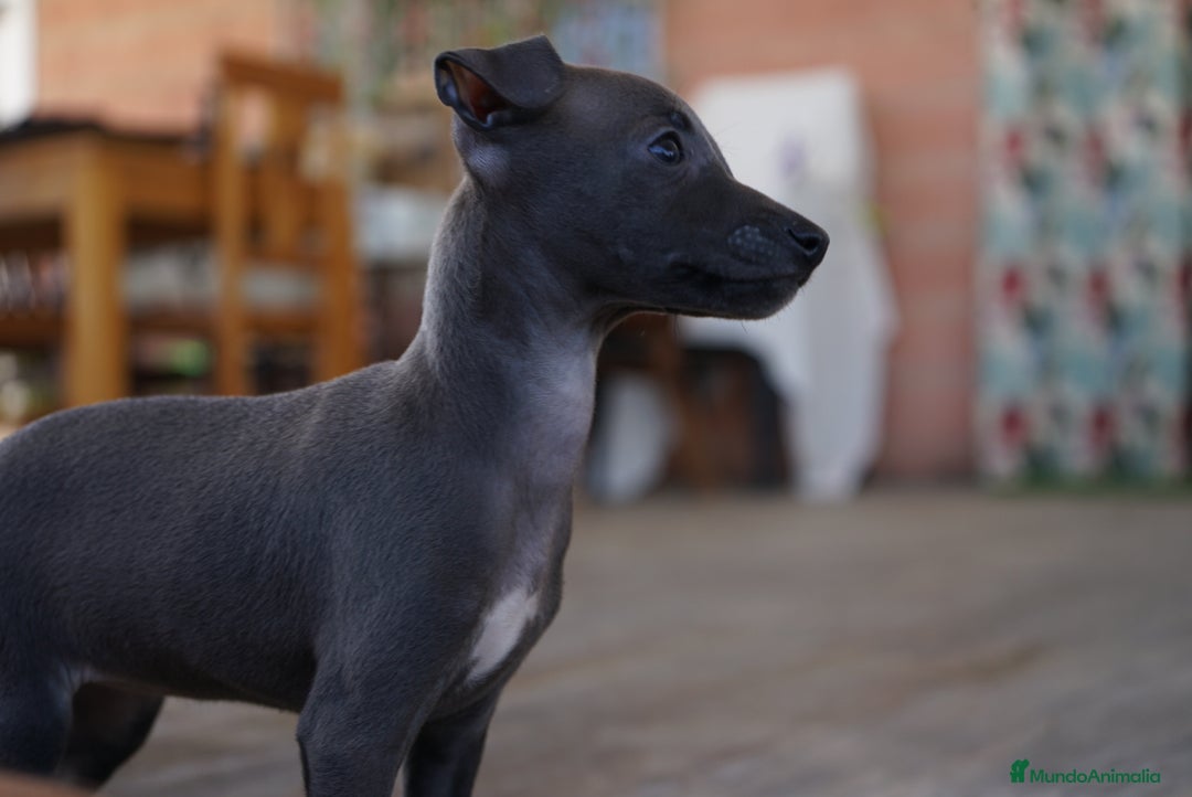 Pequeño Lebrel Italiano perros en venta: 🐾 Sirius y Selena – Galgos italianos 🐾 - Imagen 10