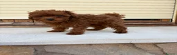 Caniche Toy perros en venta: Caniche Toy rojo intenso  - Anuncio 2