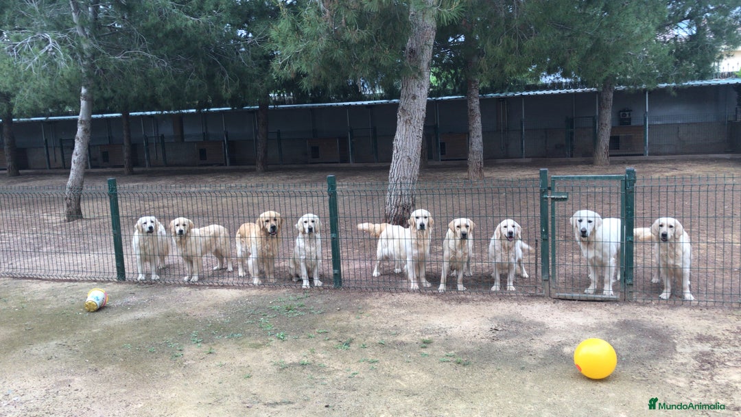 Golden Retriever perros en venta: Cachorros golden retriever con pedigree  - Anuncio 17