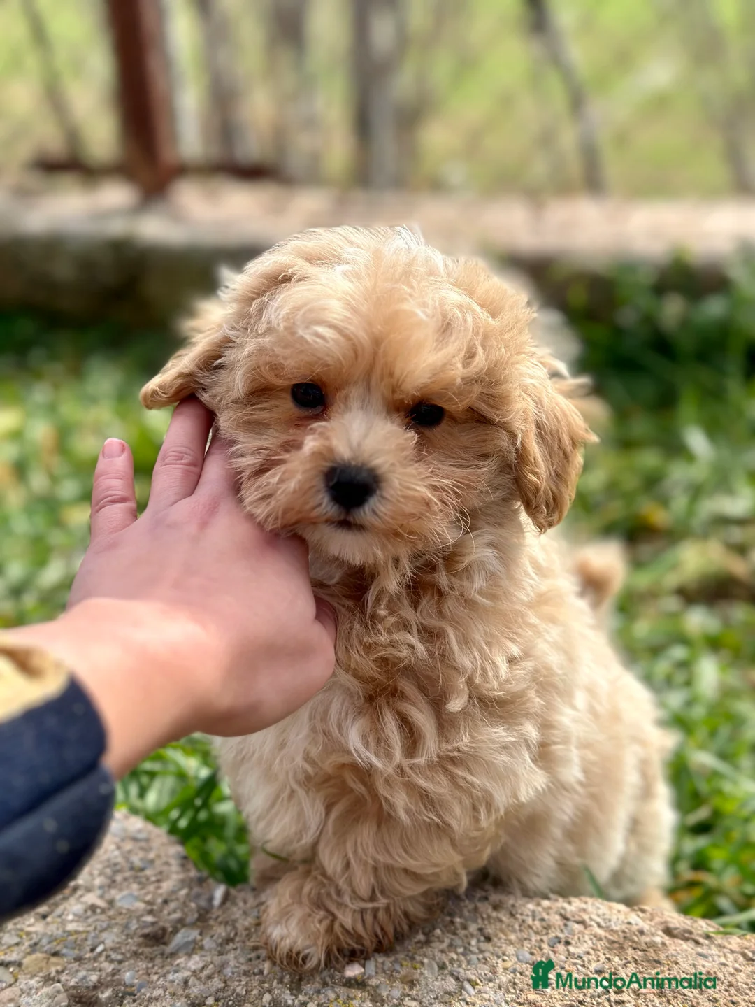 Maltipoo perros en venta: ÚLTIMO MALTIPOO TOY DISPONIBLE! en Barcelona - Anuncio 3