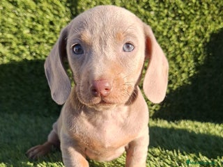 Teckel Miniatura perros Teckel kanichen isabela ojos claros - Anuncio 1
