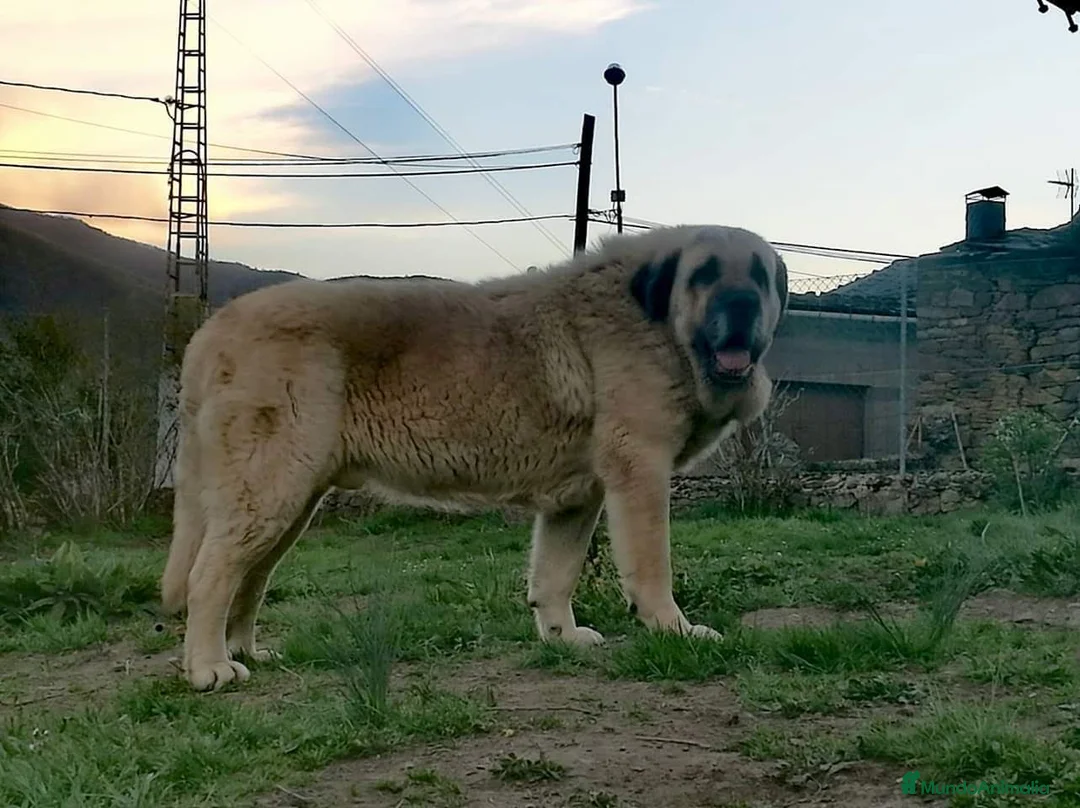 Mastín Español perros en venta: Mastin Español PURO - Anuncio 2