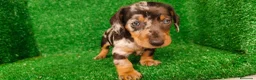 Teckel Miniatura perros en venta: Teckel miniatura  - Anuncio 5