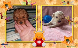 Caniche Toy perros en venta: Camada familiar de caniche toy - Imagen 1