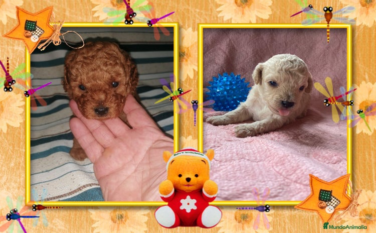 Caniche Toy perros - Propaganda 1