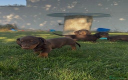 Teckel Miniatura perros en venta: TECKEL MINI - Imagen 4