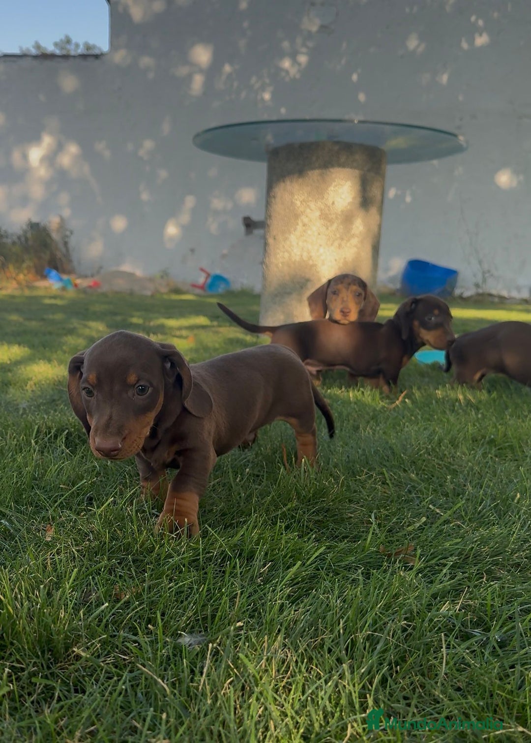 Teckel Miniatura perros en venta: TECKEL MINI - Imagen 4