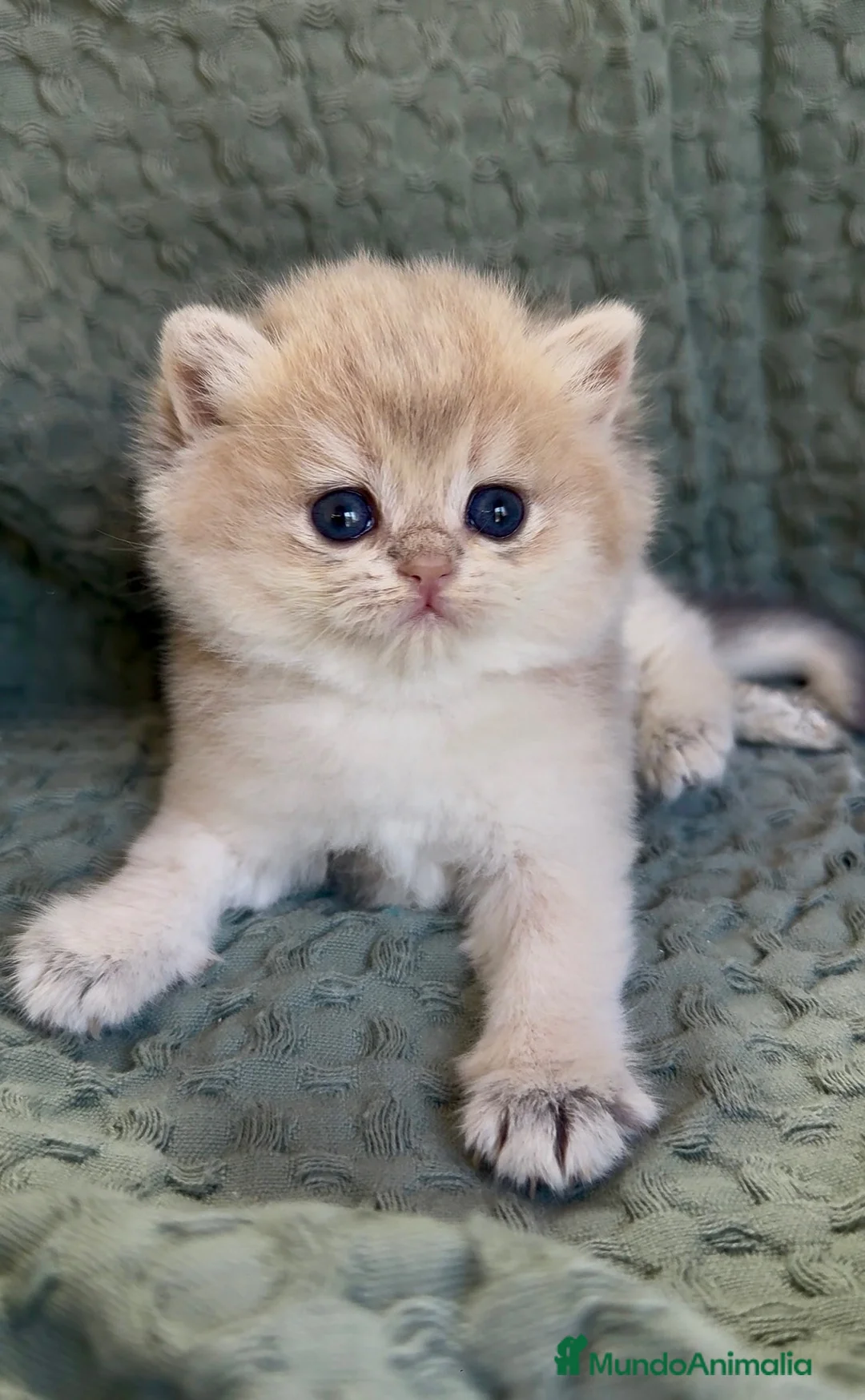 Británico de Pelo Corto gatos en venta: Camada H (2)  - Anuncio 2