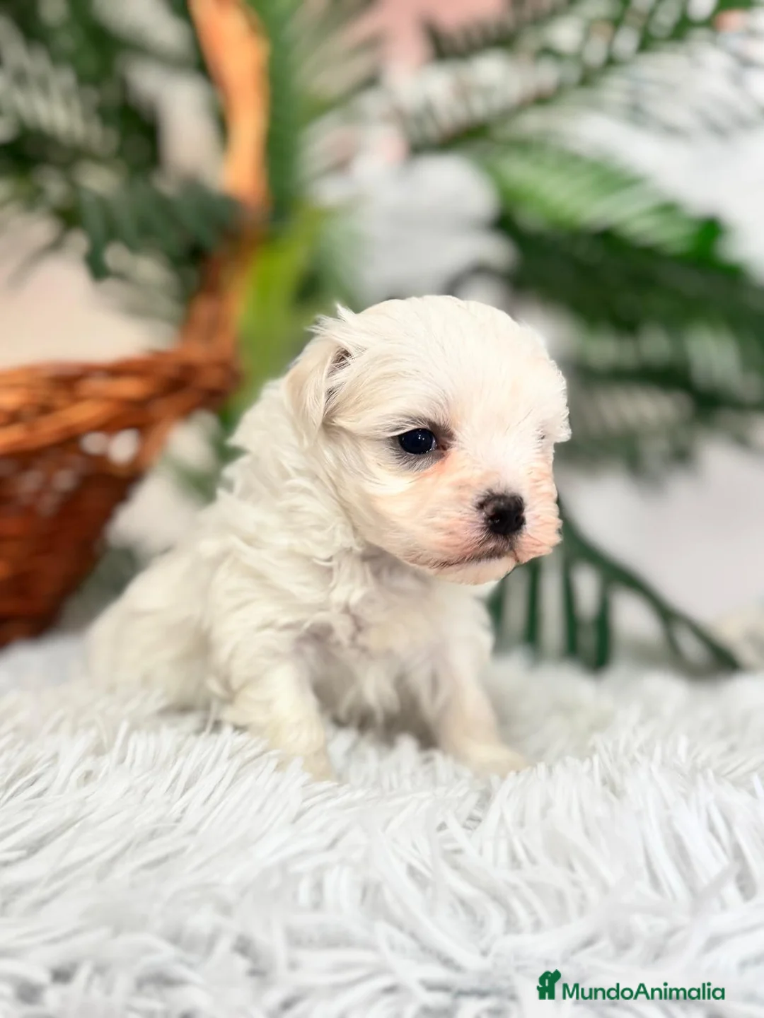 Bichón Maltés perros en venta: BICHON MALTES - Anuncio 9