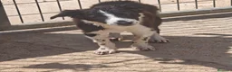 Border Collie perros en adopcion: Preciosos bebes - Anuncio 7