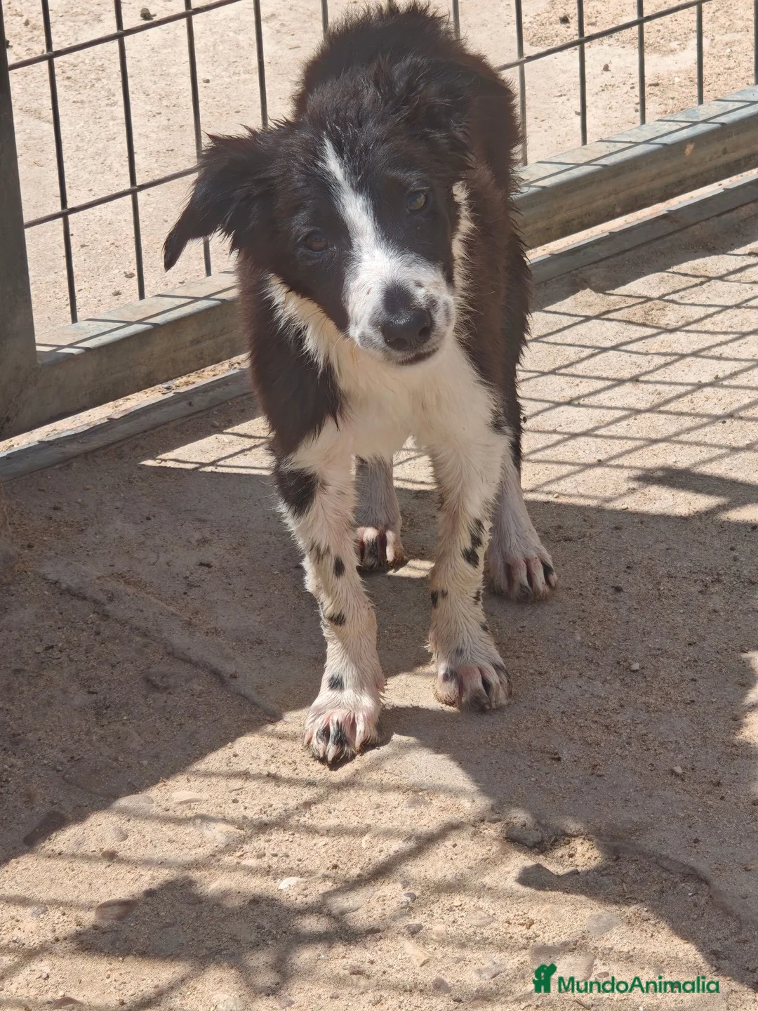 Border Collie perros en adopcion: Preciosos bebes - Anuncio 7
