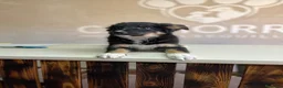 Border Collie perros en venta: Último Border collie  - Anuncio 4