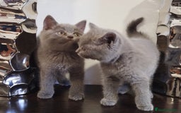 Británico de Pelo Corto Azul gatos en venta: British Shorthair  - Imagen 4