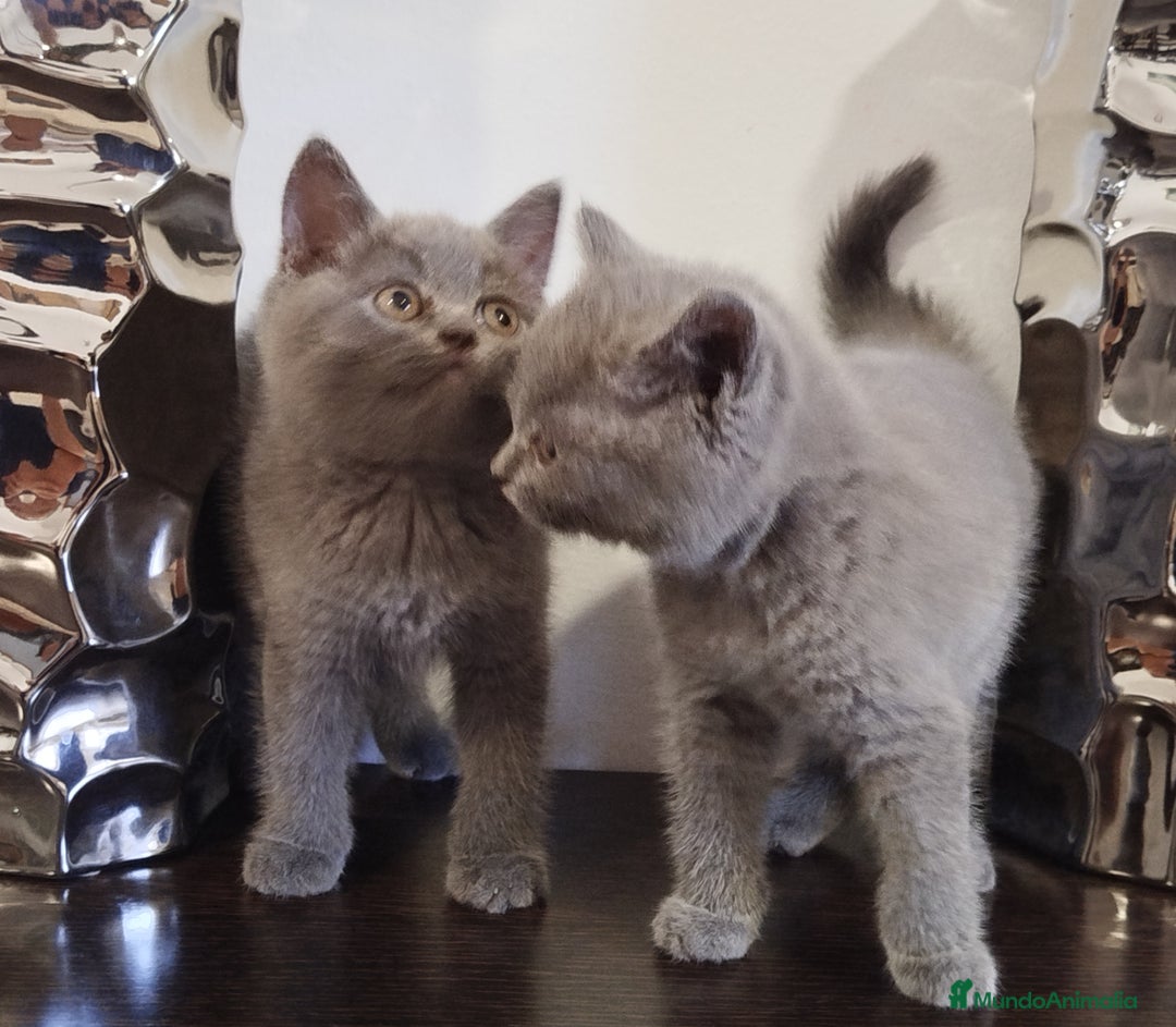 Británico de Pelo Corto Azul gatos en venta: British Shorthair  - Imagen 4