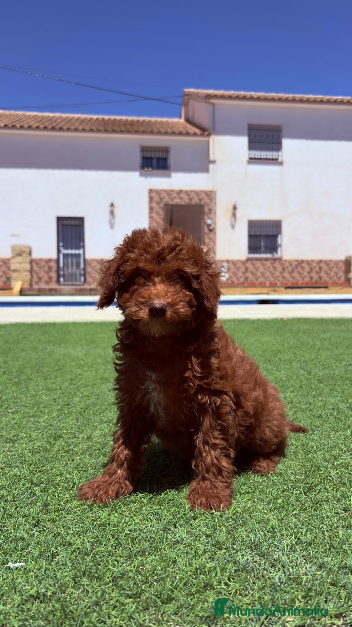Caniche Enano perros Caniche Enano - Anuncio 1