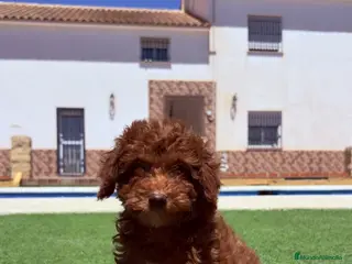Caniche Enano perros Caniche Enano - Anuncio 1